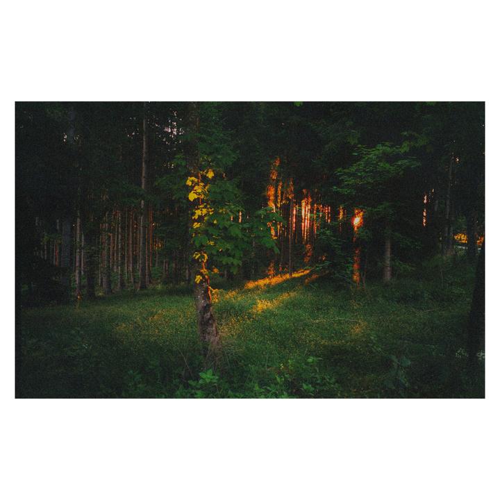 Sunlight streams through a dense forest, illuminating parts of the undergrowth and tree trunks.