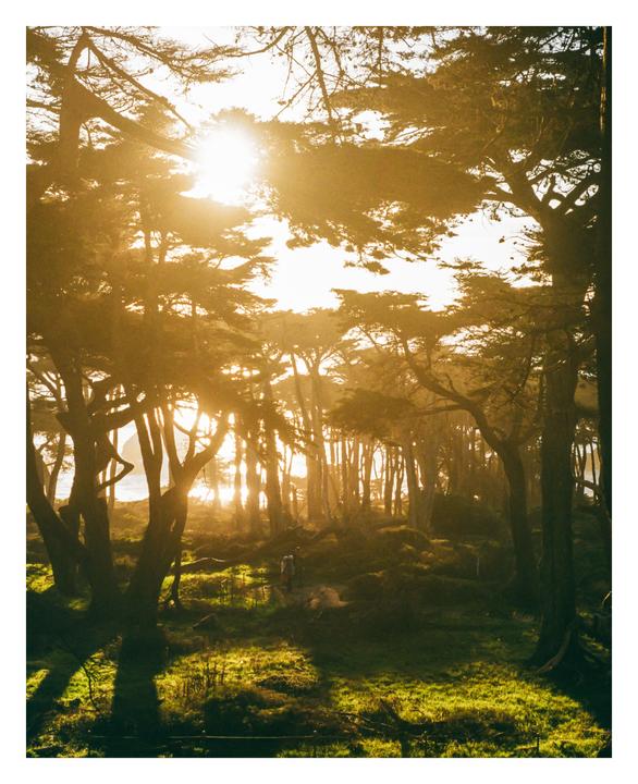 The sun shines through a forest of tall trees with a person walking in the distance.