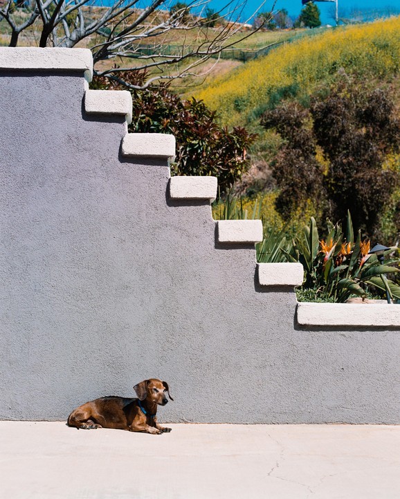A brown dachshund lies on a concrete patio next to a gray wall with steps leading up to a hillside covered in yellow flowers.
