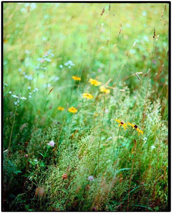 Yellow and white wildflowers grow in a field of tall grass.