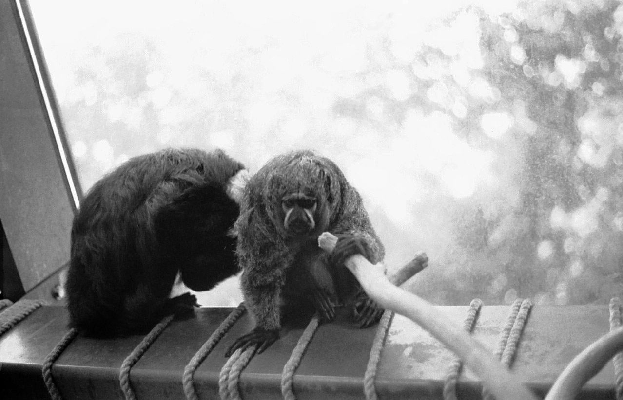 Two monkeys are sitting on a ledge with ropes, one holding a stick.
