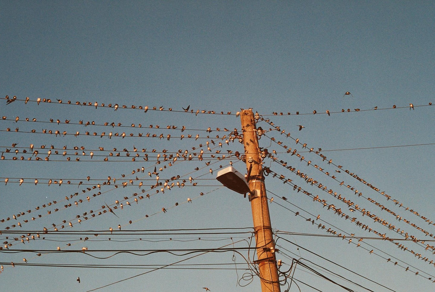 Many small birds perch on numerous power lines connected to a utility pole with a street light.
