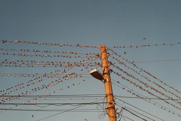 Many small birds perch on numerous power lines connected to a utility pole with a street light.