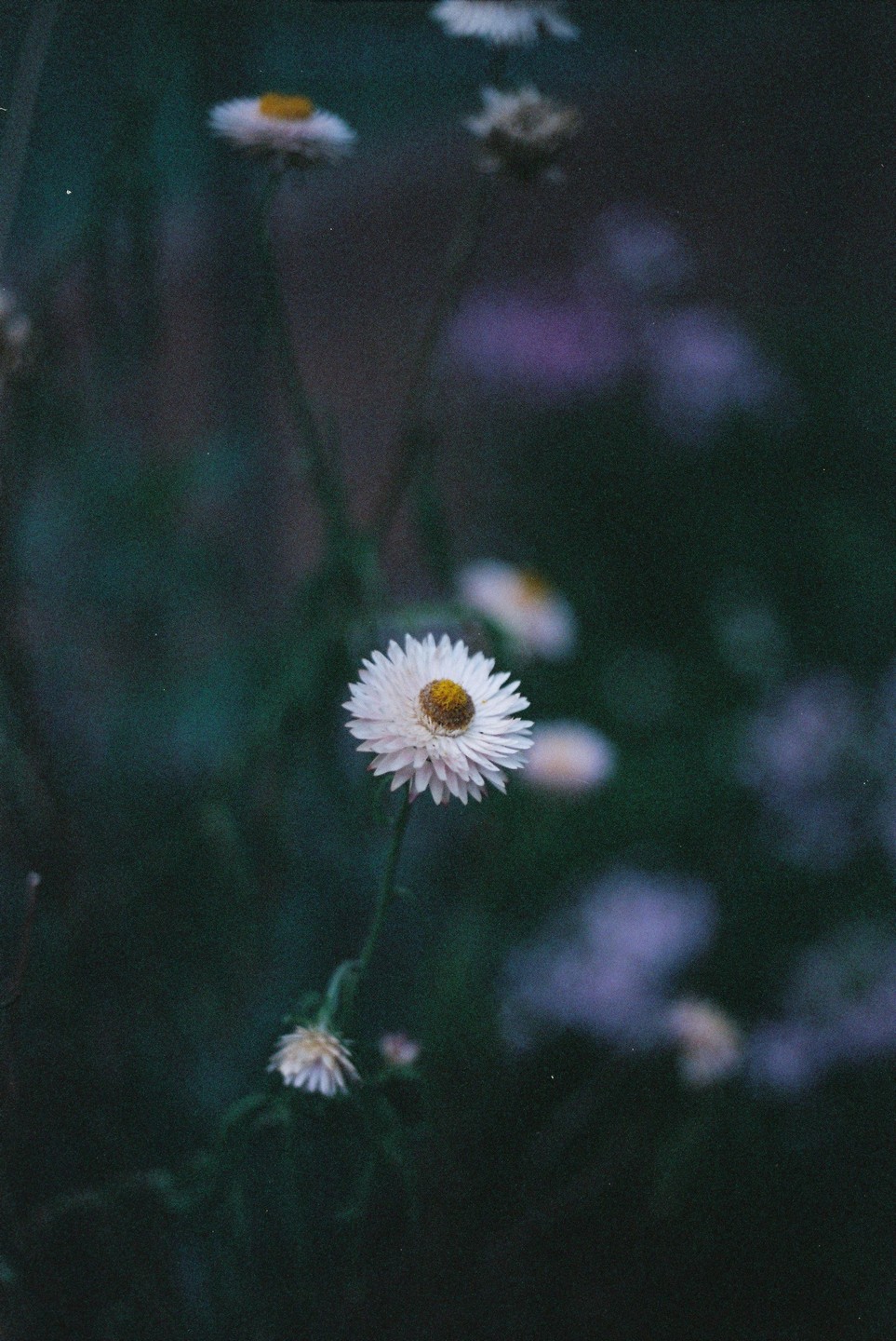 A white daisy with a yellow center is in focus against a dark, blurry background of other flowers.