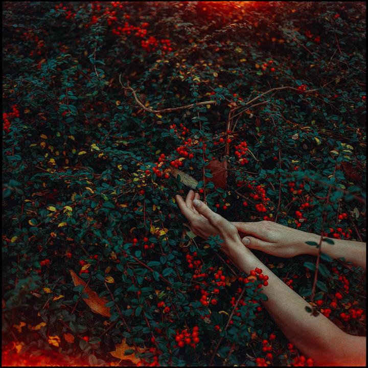 Two hands reach into a bush filled with red berries and green leaves.