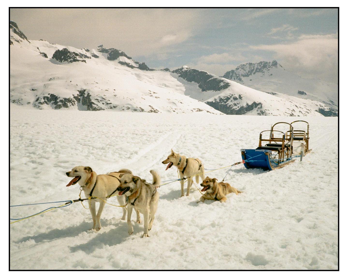 Four dogs are harnessed to a sled in a snowy mountain landscape.