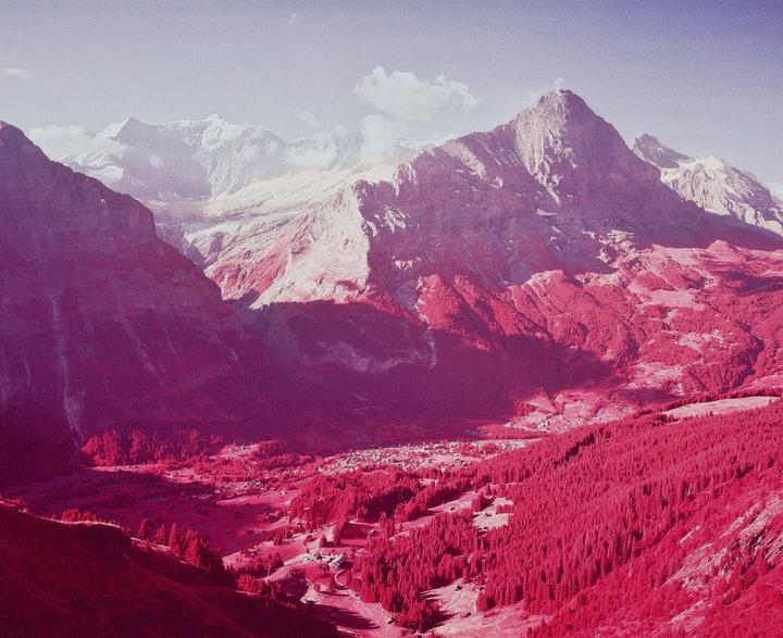 A valley with a small village and a forest of pink trees is nestled between large mountains.