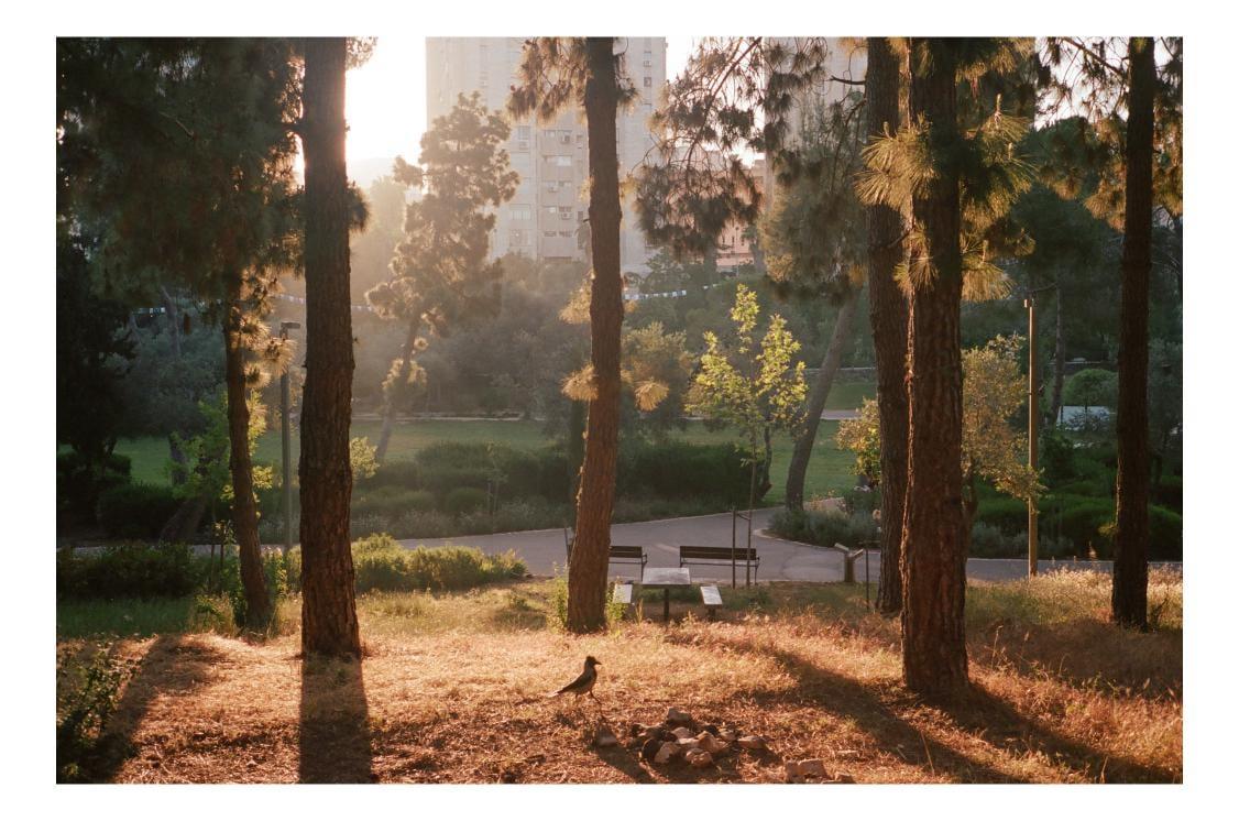 A bird stands on dry grass in a park with tall trees and a building in the background.