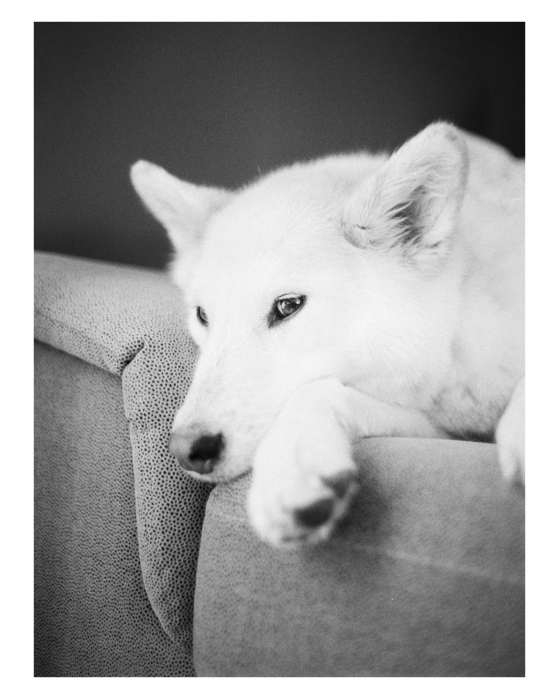 A white dog rests its head on a sofa armrest.