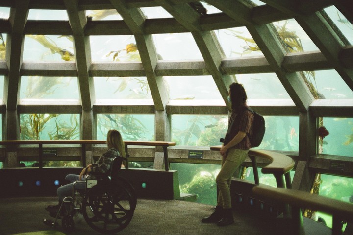 A man and a woman in a wheelchair look at fish and kelp through large windows in an aquarium.