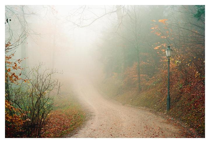 A winding dirt path leads through a foggy forest with autumn foliage and a single lamppost.