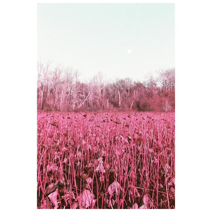 A field of dried sunflowers with a forest in the background is bathed in a purple hue under a bright sky.