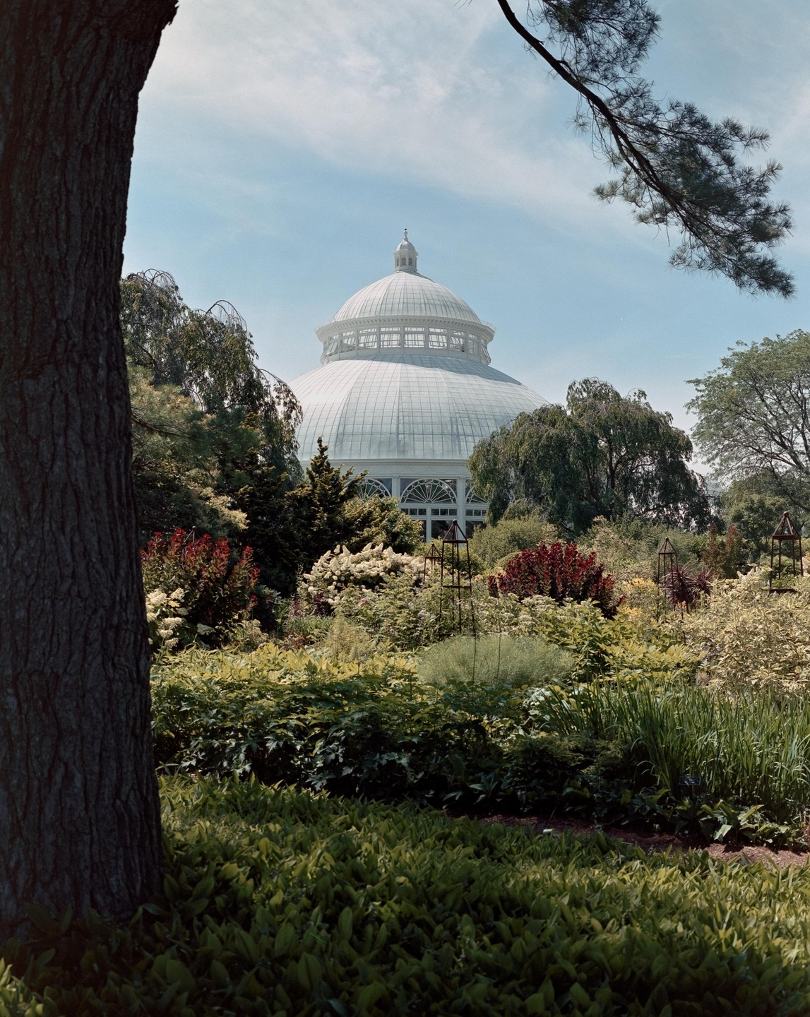 A large white domed building is visible through lush green foliage and a tree trunk in the foreground.