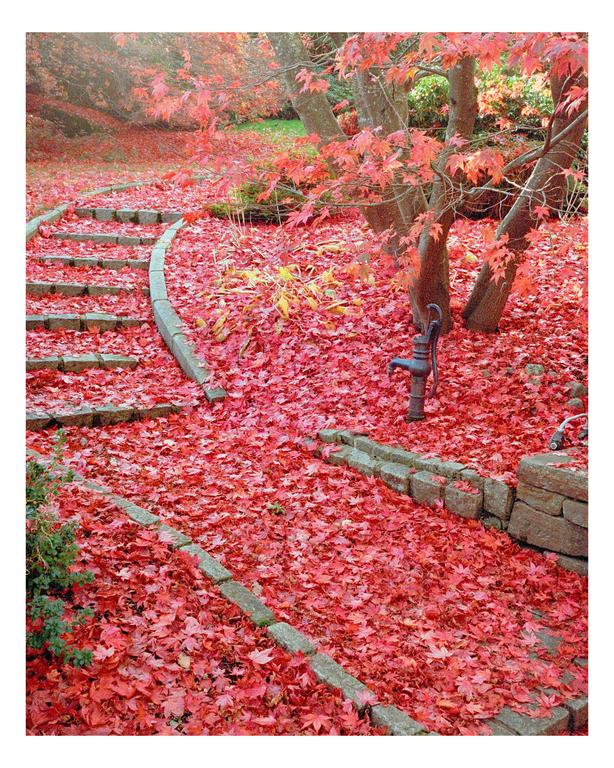 A path and steps are covered in red autumn leaves next to a tree and a water pump.