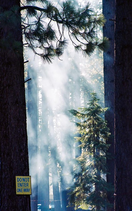Sunlight streams through a hazy forest with a "do not enter" sign on a tree.