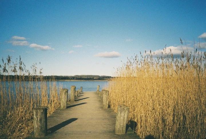 A wooden pier extends into a body of water, flanked by tall, dry reeds under a blue sky with scattered clouds.