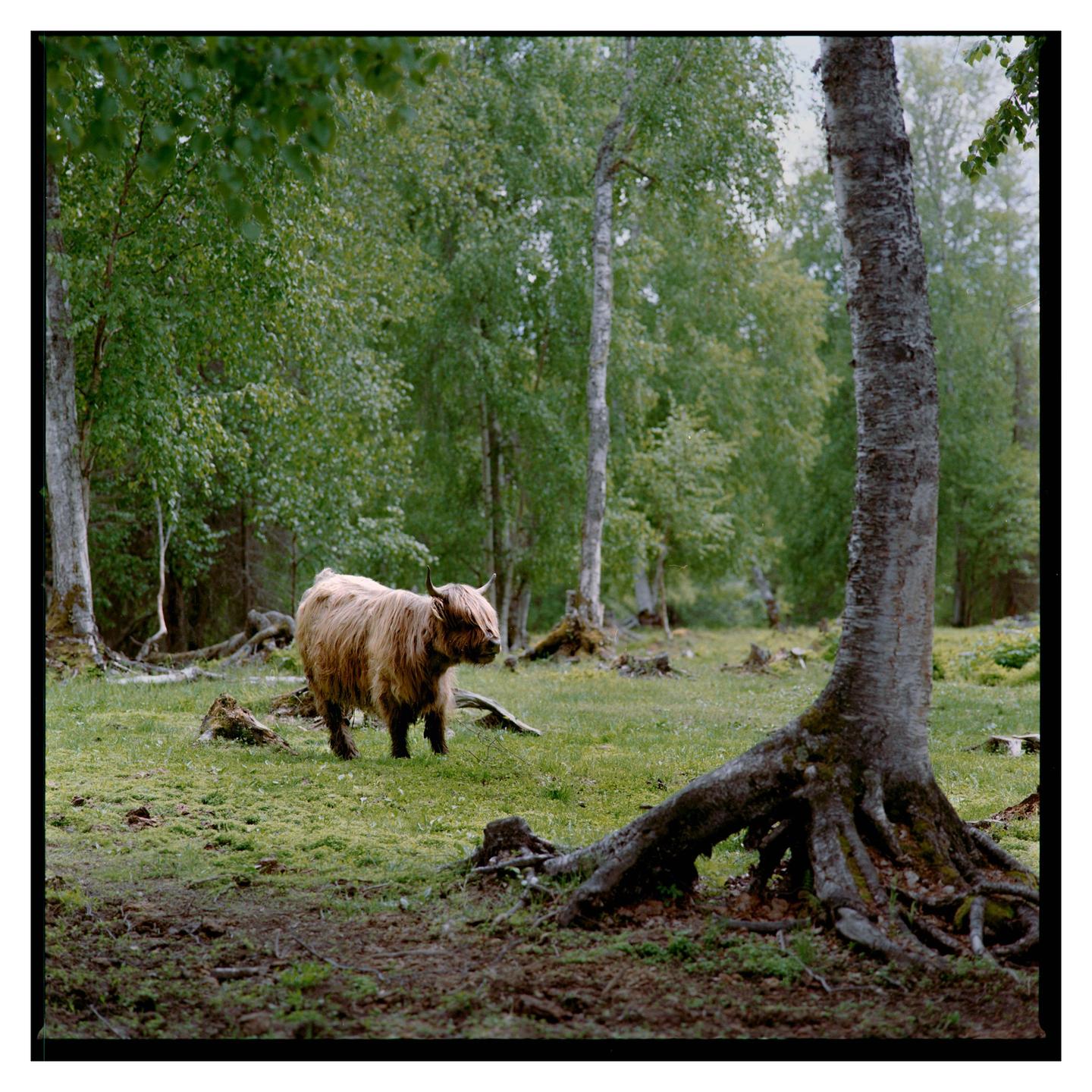 A highland cow stands in a clearing in a forest with exposed tree roots in the foreground.