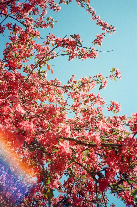 Pink blossoms on tree branches are visible against a clear blue sky with a rainbow lens flare.
