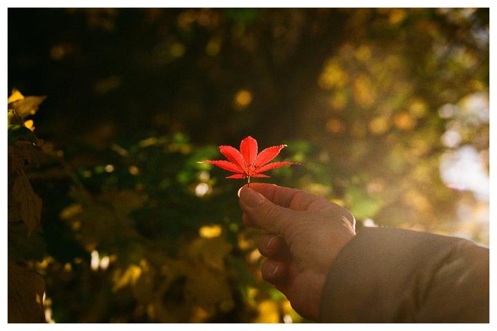 A hand holds a single red maple leaf against a blurred background of autumn foliage.