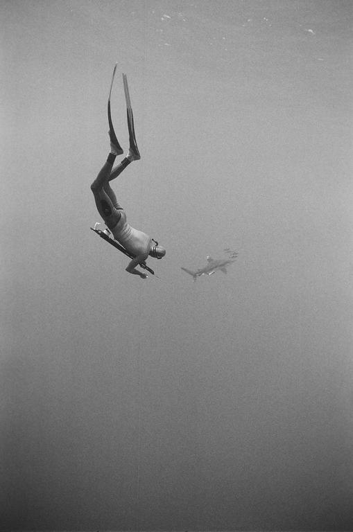 A diver with fins and a speargun descends into the water with a shark nearby.