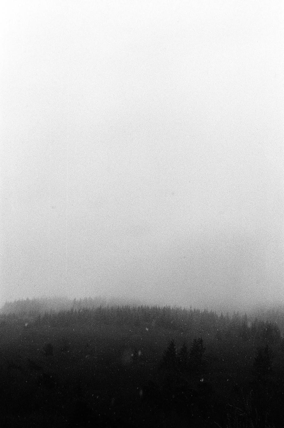 A dense forest is visible through a heavy fog with snow falling.
