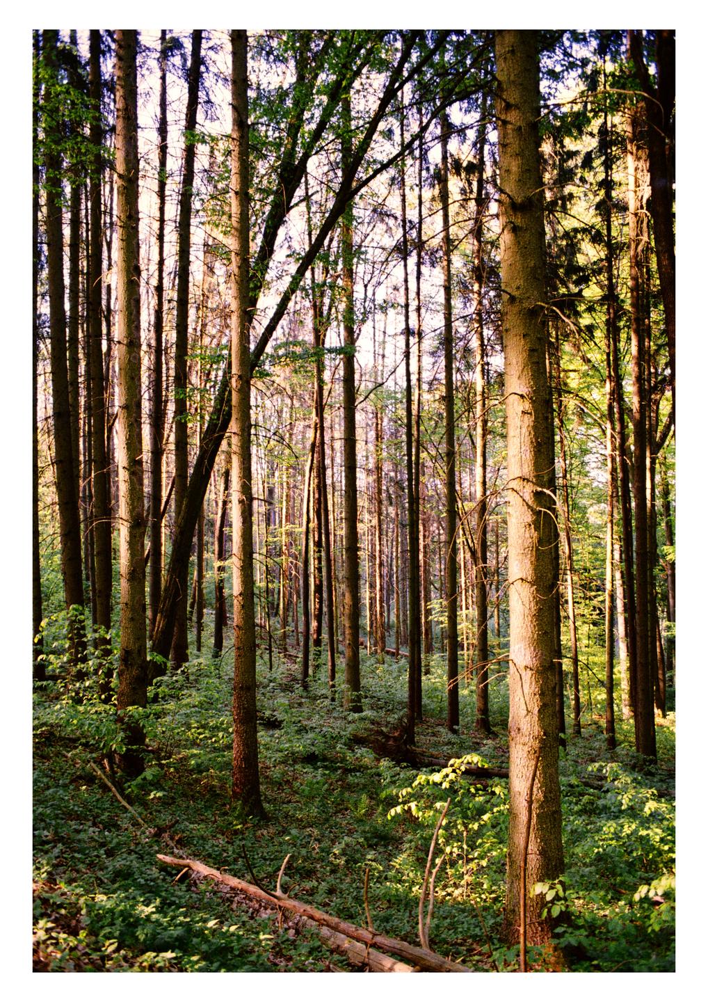 Sunlight illuminates the trunks of tall trees in a dense forest with green undergrowth.