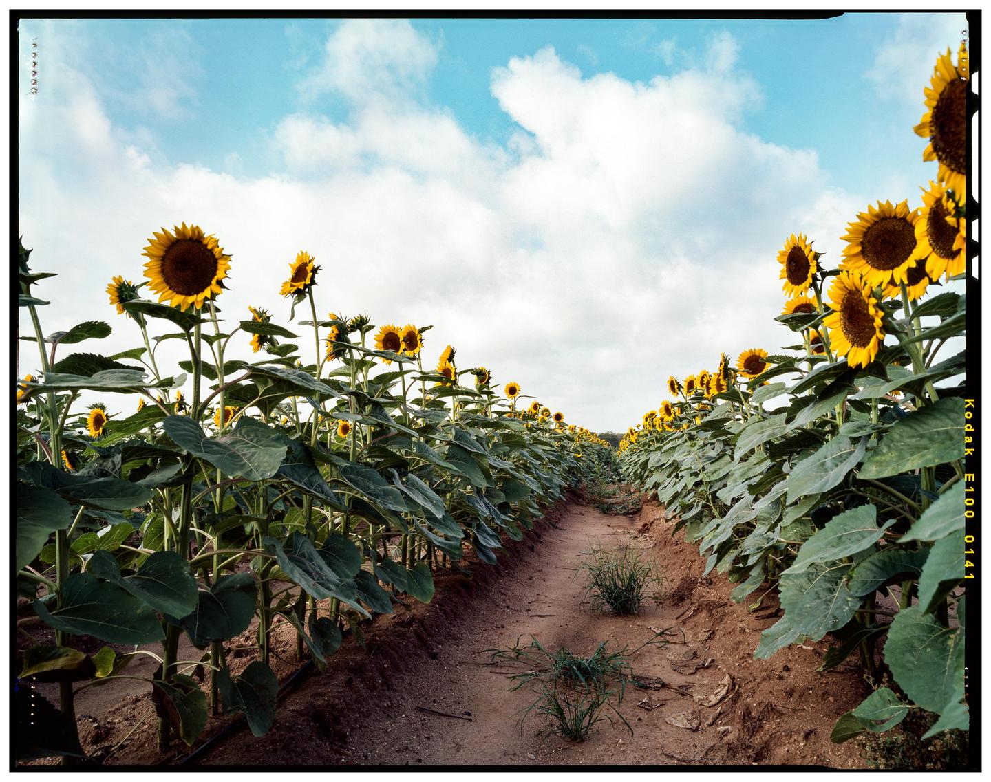 A dirt path runs through a field of sunflowers under a blue sky with white clouds.