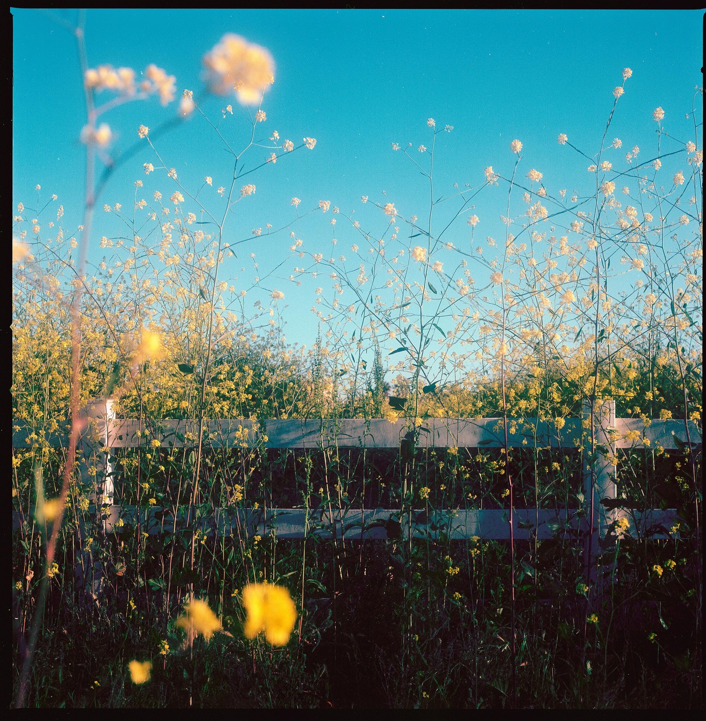 A wooden fence is surrounded by tall yellow wildflowers under a clear blue sky.