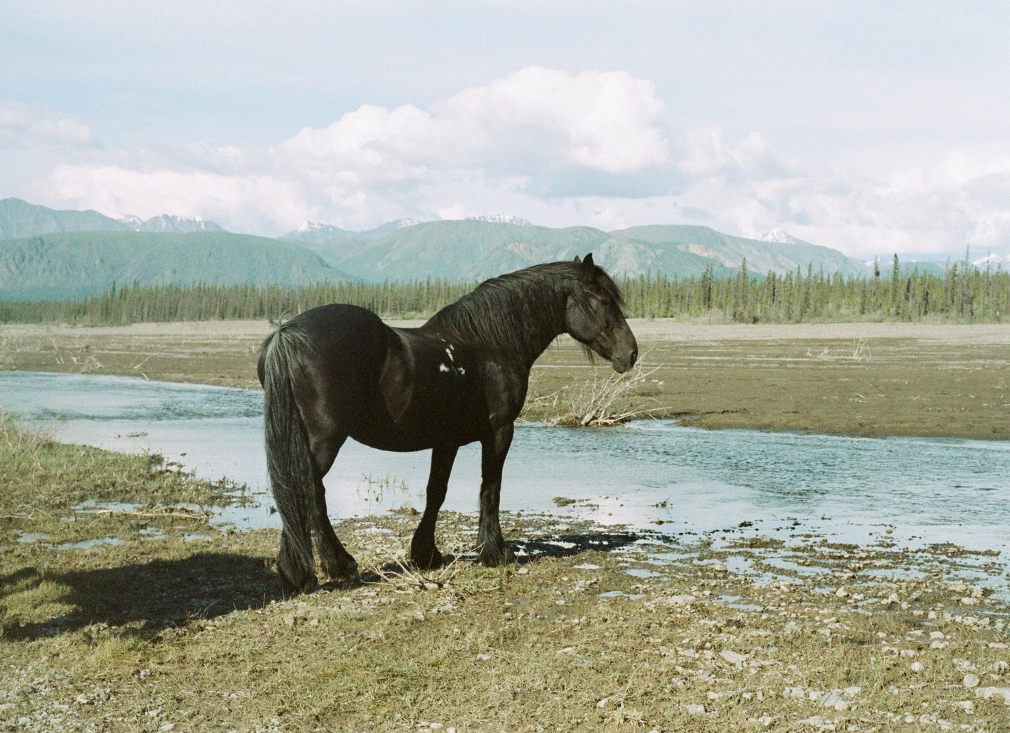 A dark horse stands by a river with mountains and a forest in the background.