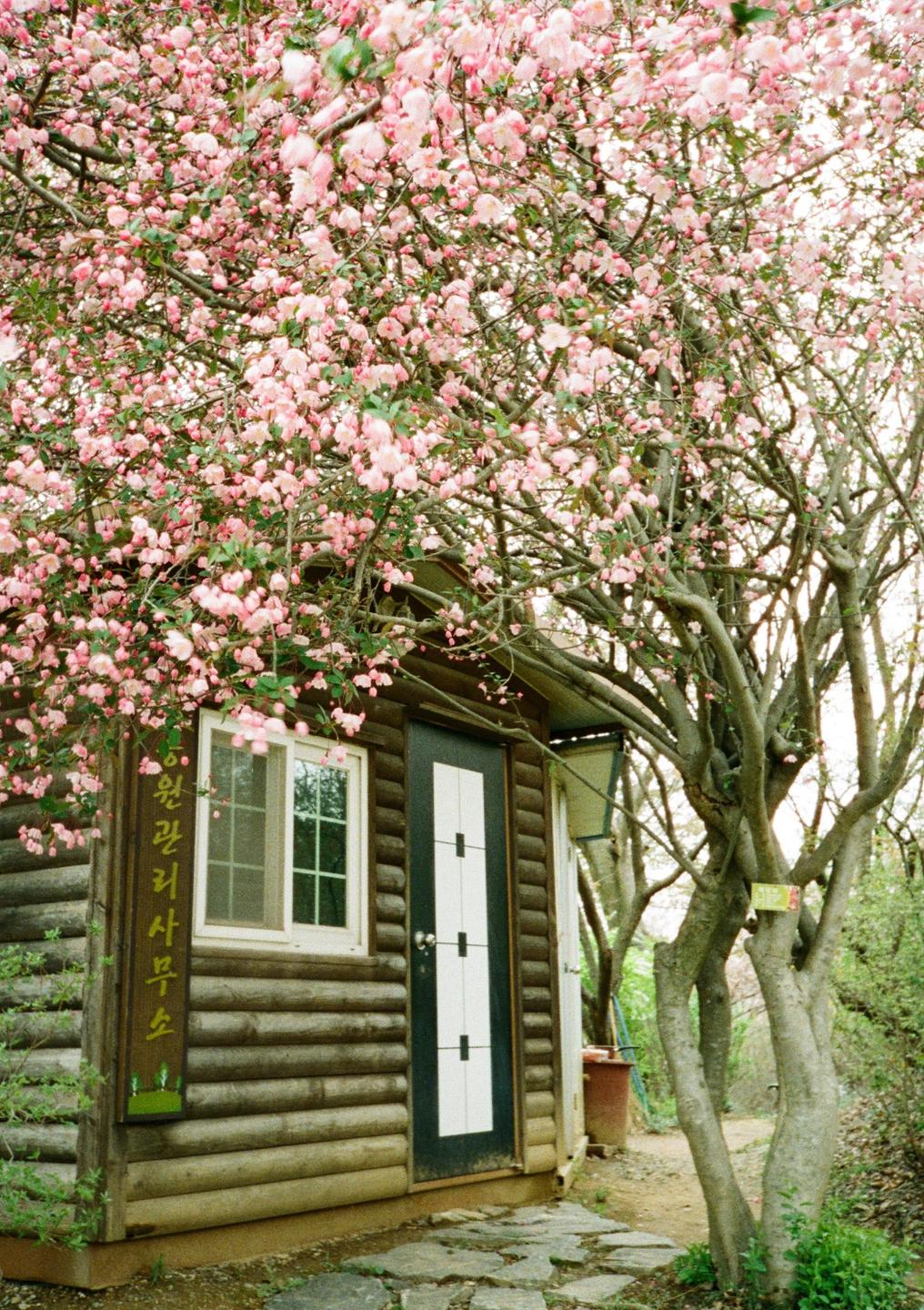 A small wooden cabin with a white window and a black and white door is surrounded by a tree with pink blossoms.