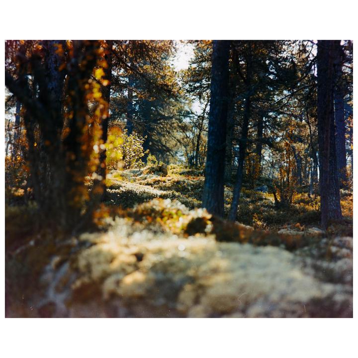 A forest floor covered in moss and small plants is illuminated by sunlight filtering through the trees.