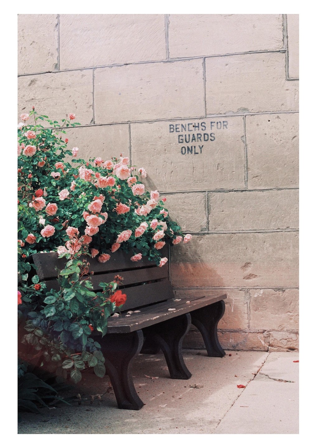 A wooden bench is next to a stone wall with a rose bush growing over it and text that reads "BENCHS FOR GUARDS ONLY".