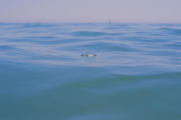 A small jellyfish-like creature floats on the surface of the ocean.