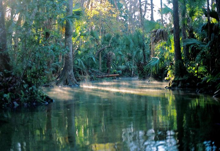 Sunlight streams through a dense forest onto a misty river.
