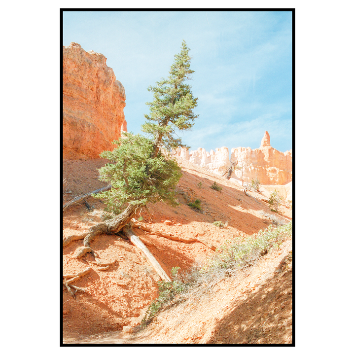 A lone pine tree with exposed roots grows on a red dirt slope with rock formations in the background under a blue sky.