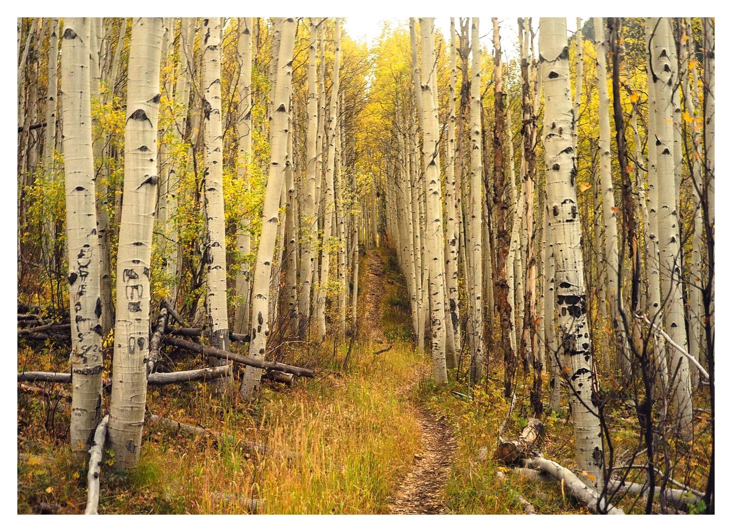 A narrow path winds through a dense forest of tall aspen trees with golden autumn foliage.