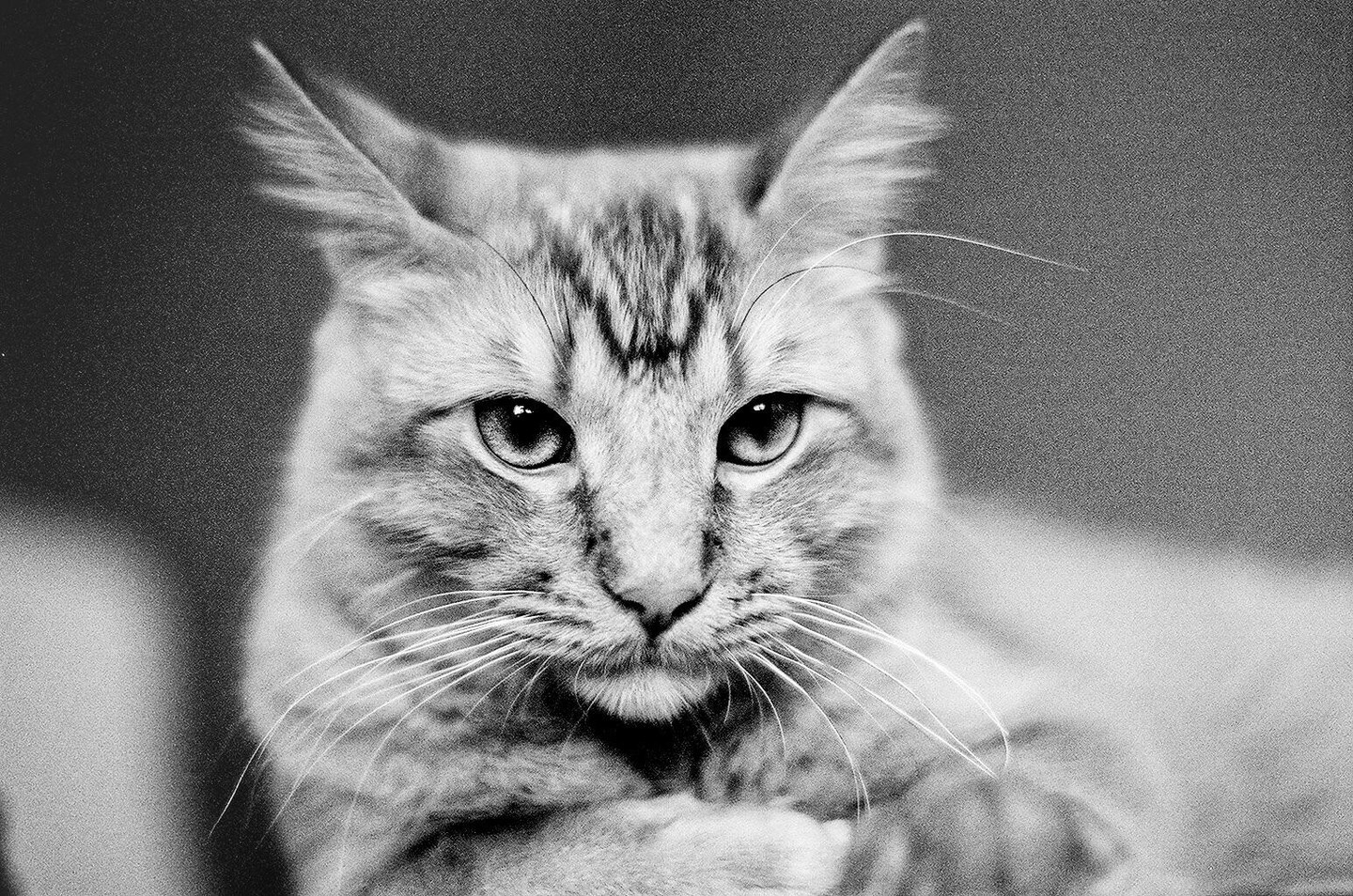 A cat with large ears and long whiskers looks directly at the viewer.