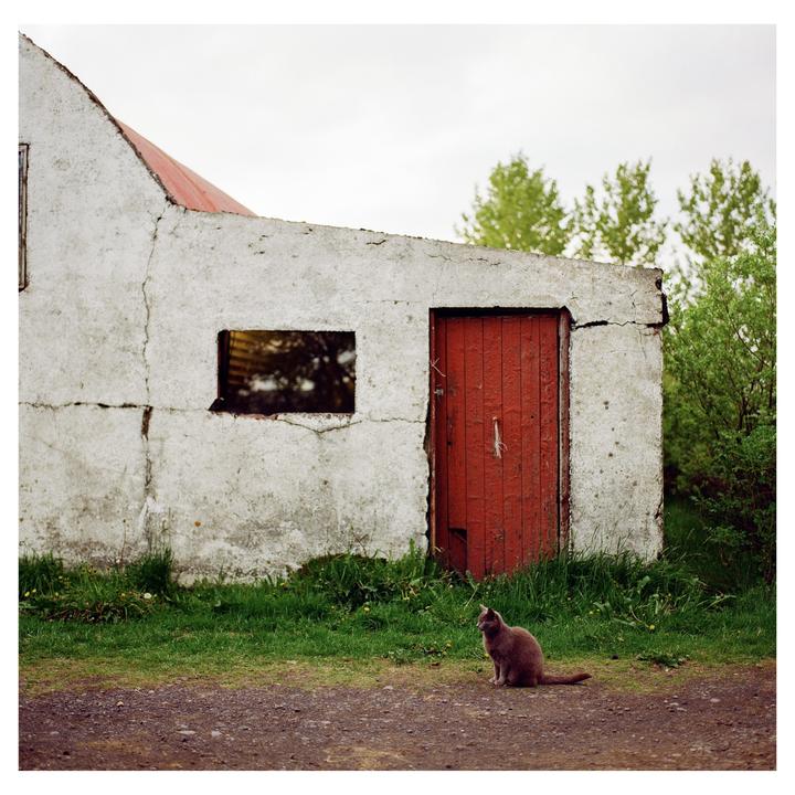 A cat sits on a dirt path in front of a white building with a red door and a red roof.