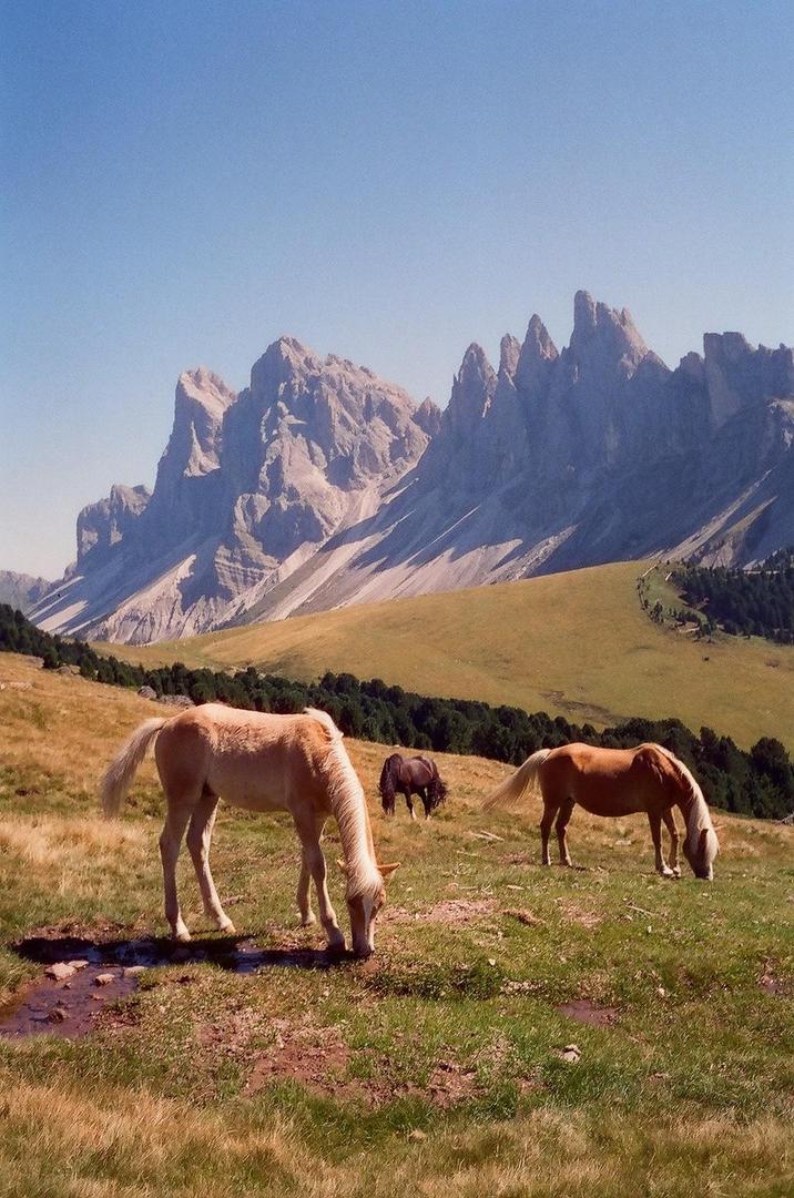 Seceda in the summer | Minox 35 GT-X | CineStill 800T, shot on MINOX 35 GT-X