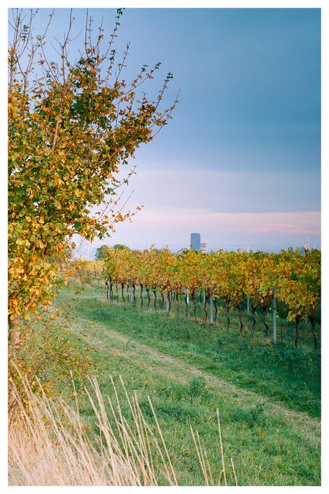 A vineyard with autumn foliage is visible under a blue sky, with a city in the distance.