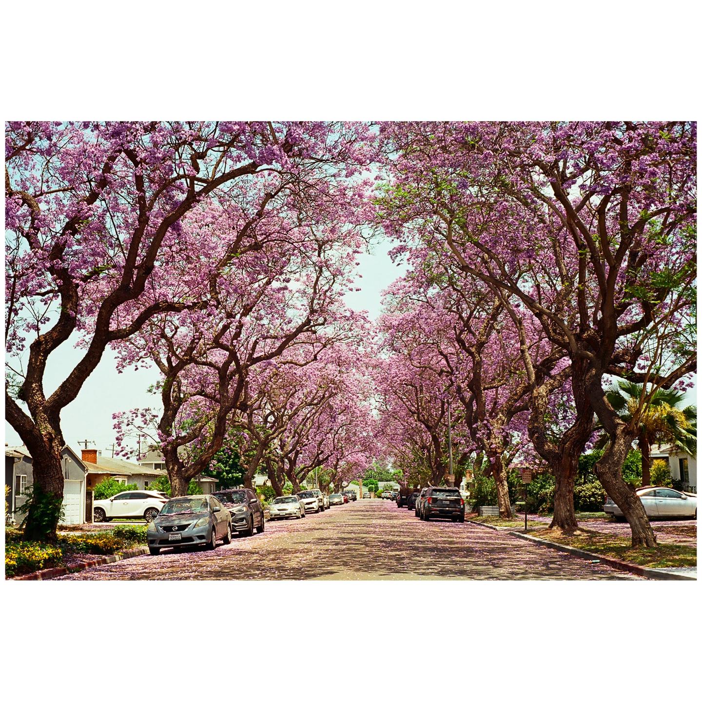 A street is lined with jacaranda trees in full bloom, creating a canopy of purple flowers over parked cars and houses.