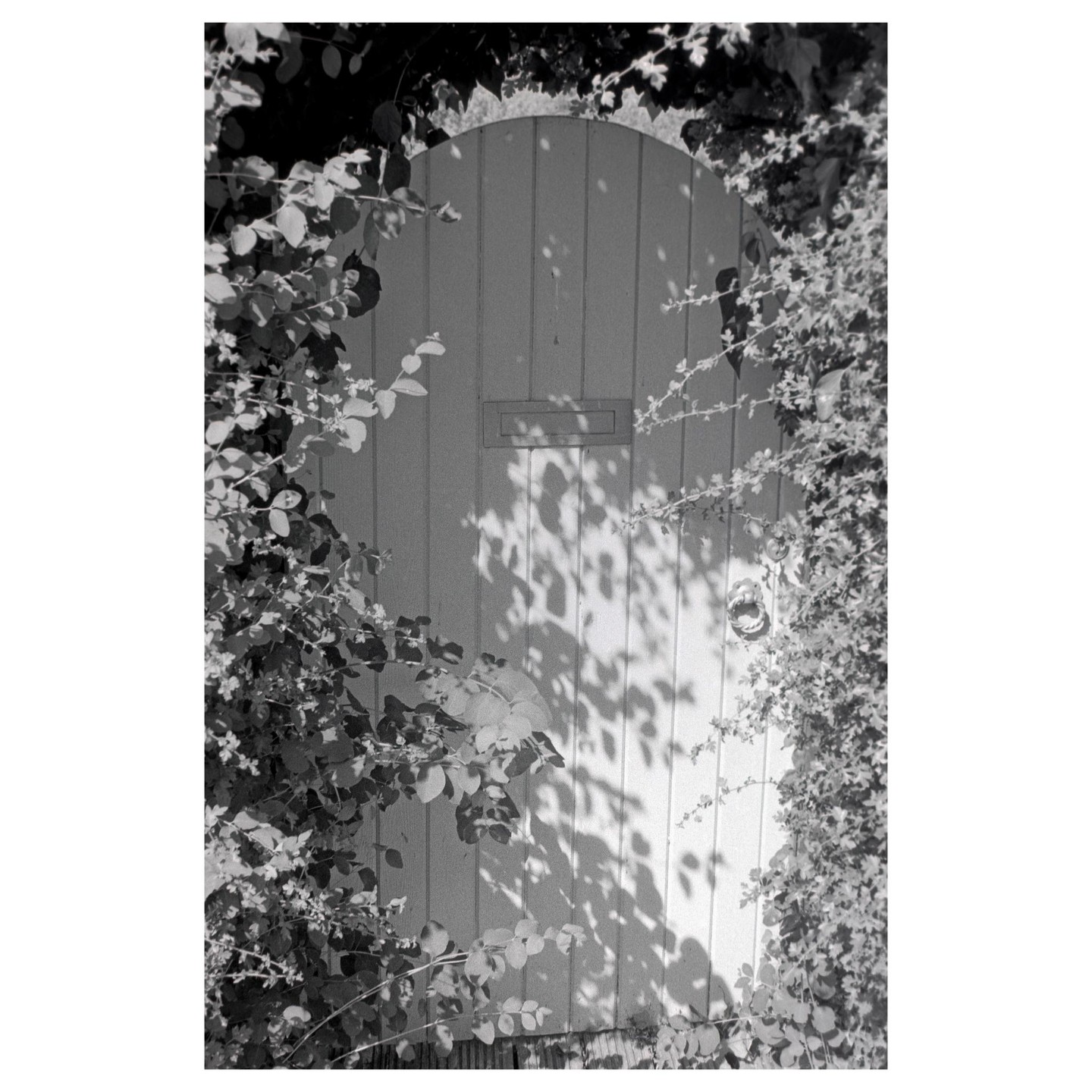 A wooden gate with a mail slot and a knocker is surrounded by foliage, with shadows of leaves cast upon its surface.