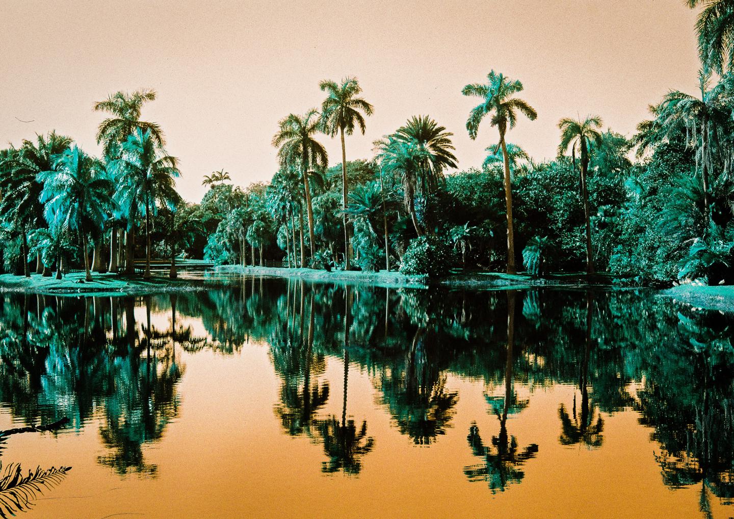 Palm trees and other foliage are reflected in a body of water under a pale sky.