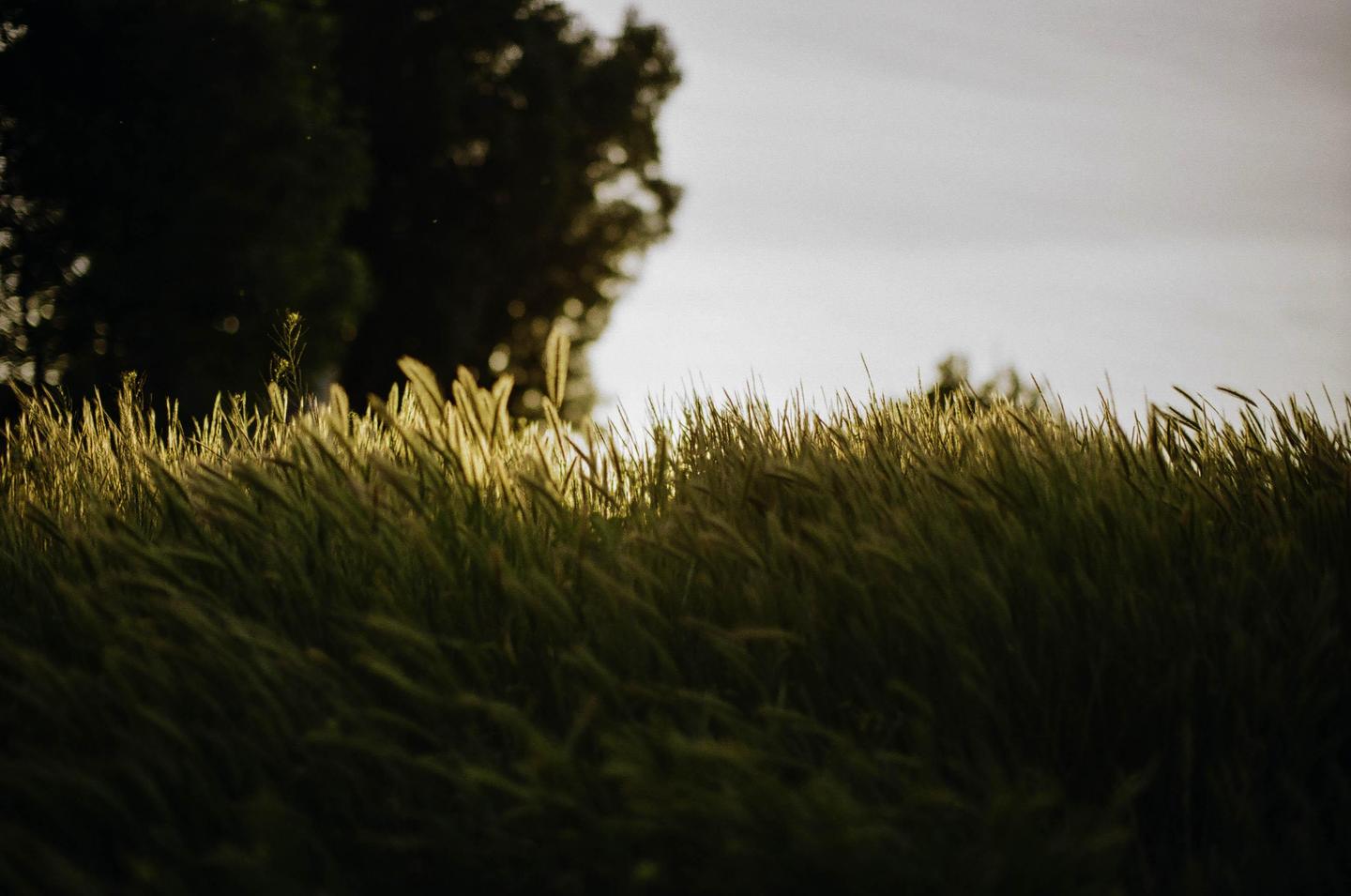 The sun illuminates a field of tall grass and weeds with a dark tree line in the background.