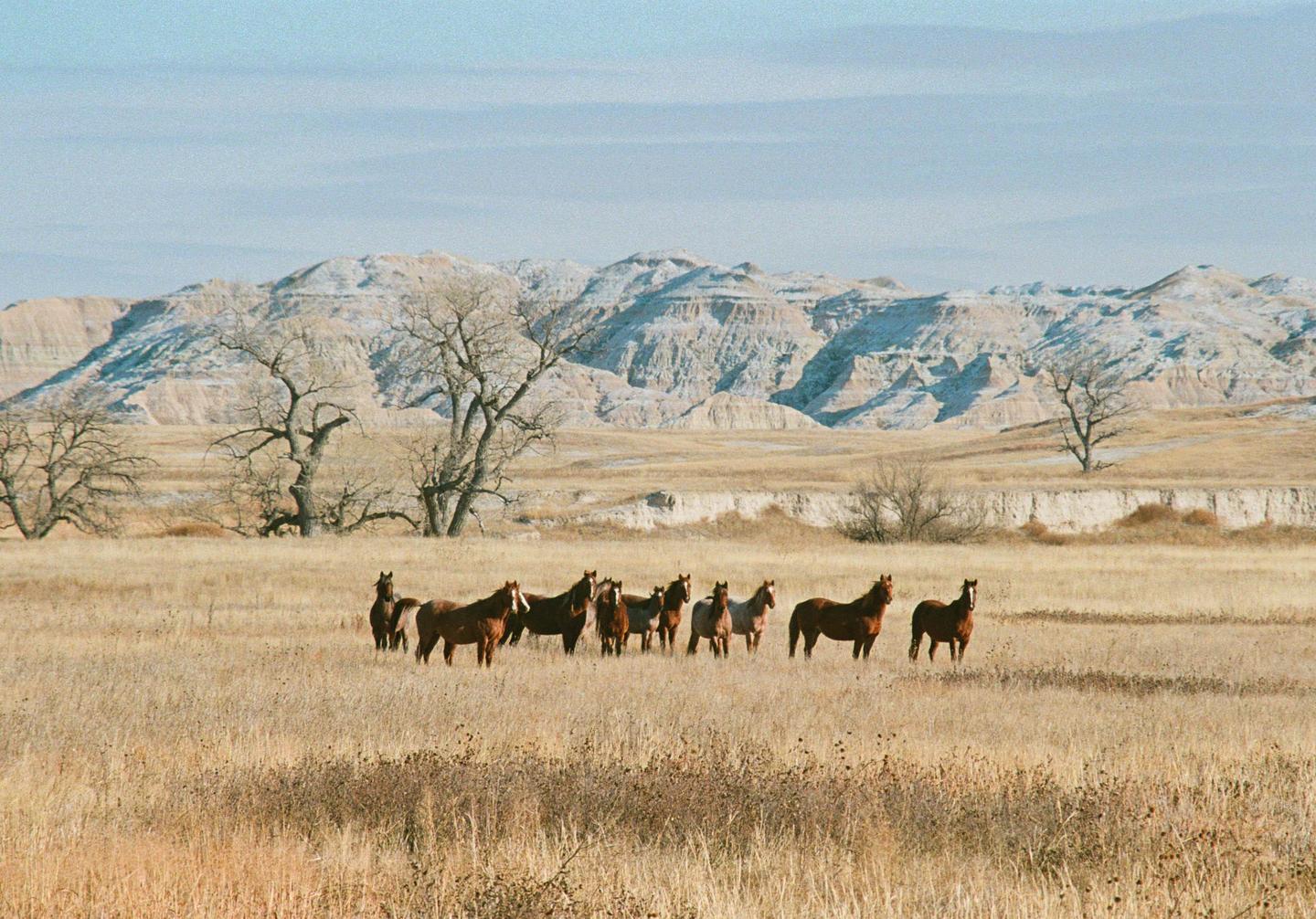 A herd of horses stands in a field of dry grass with mountains in the background.