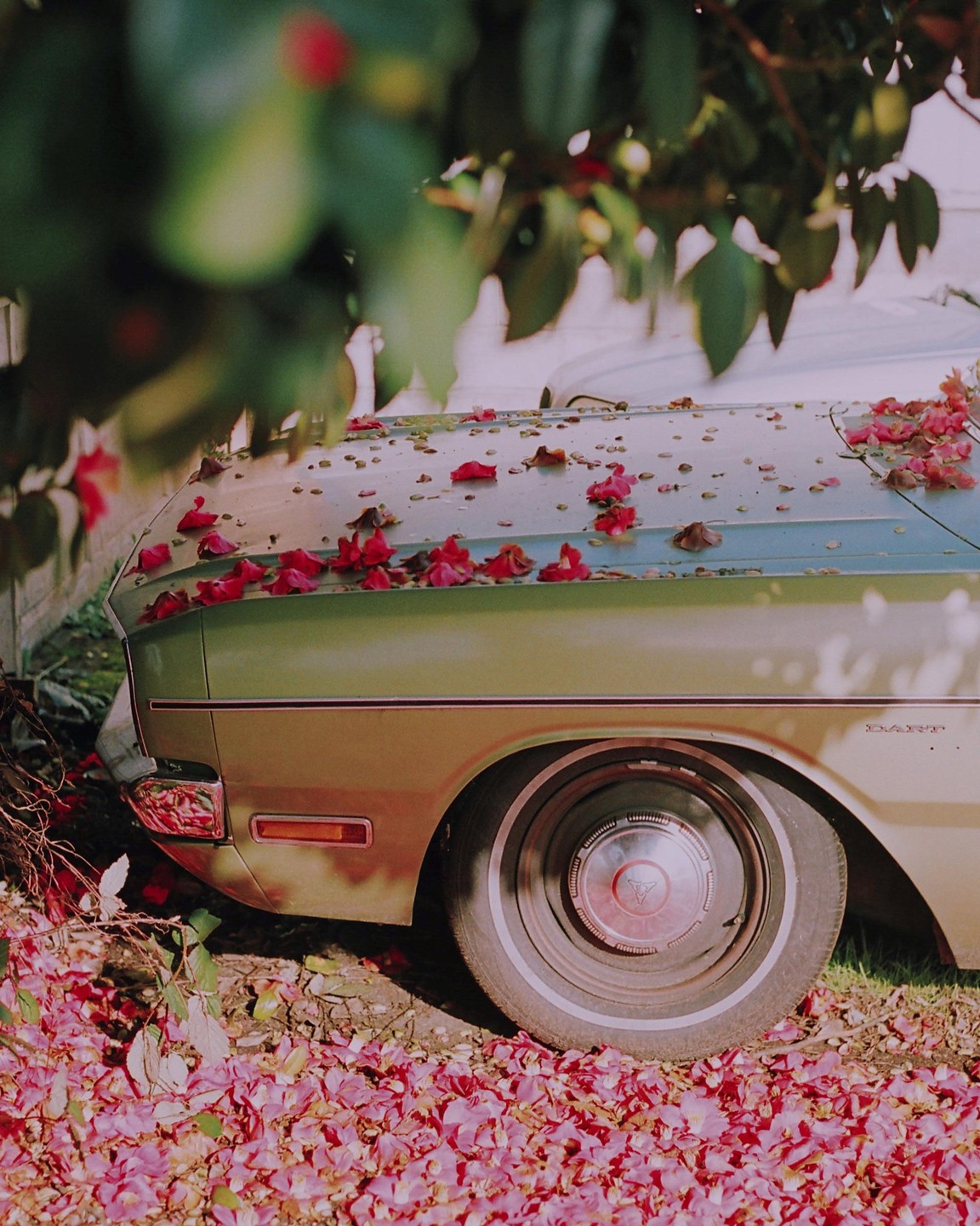 A green car is parked under a tree with red petals scattered on its hood and on the ground.