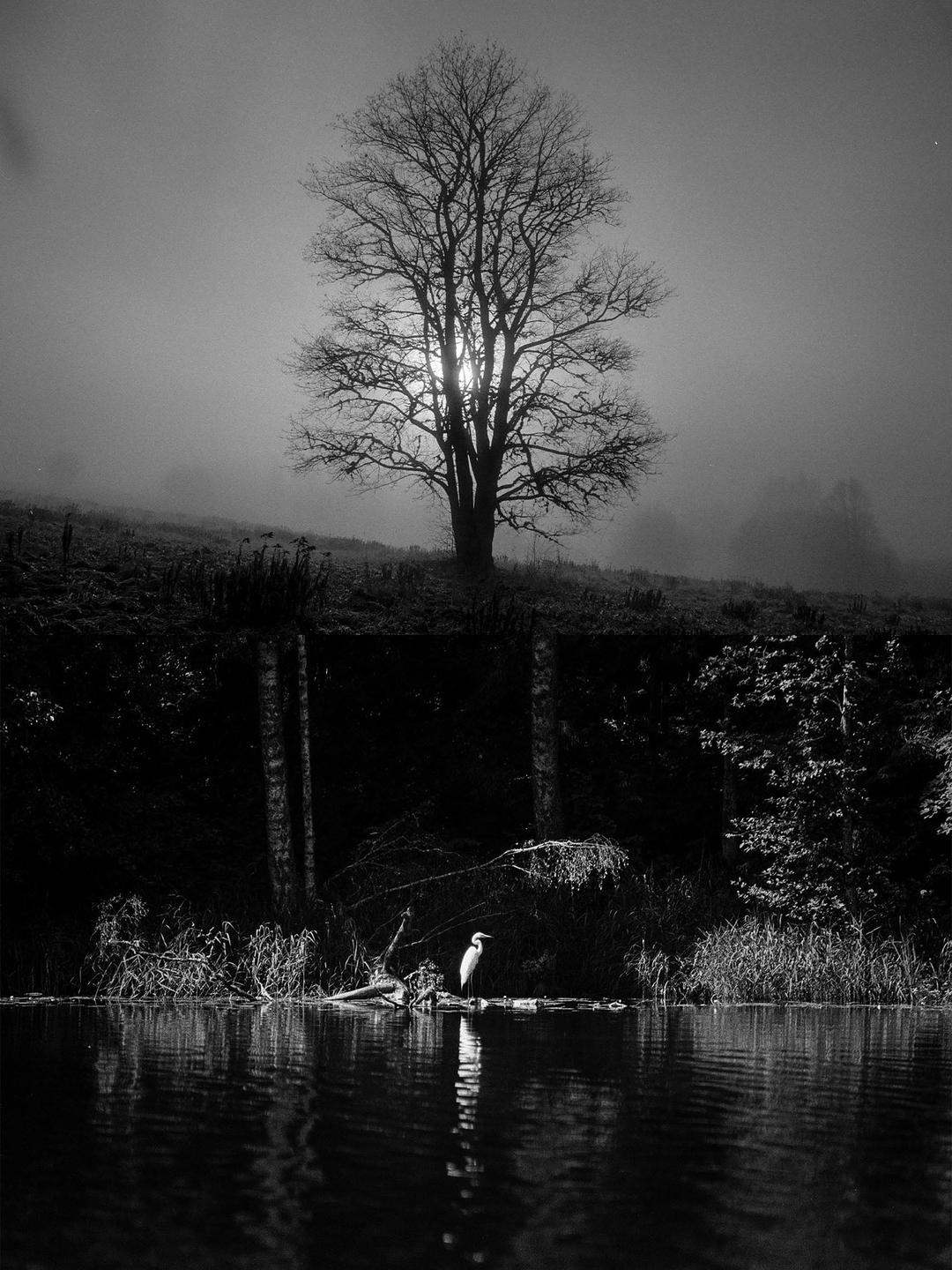 A bare tree stands on a misty hill overlooking a body of water where a white bird perches on a log.