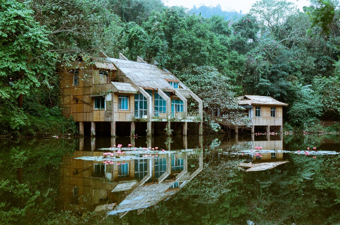 Two abandoned houses on stilts are reflected in a lake with lily pads and pink flowers.