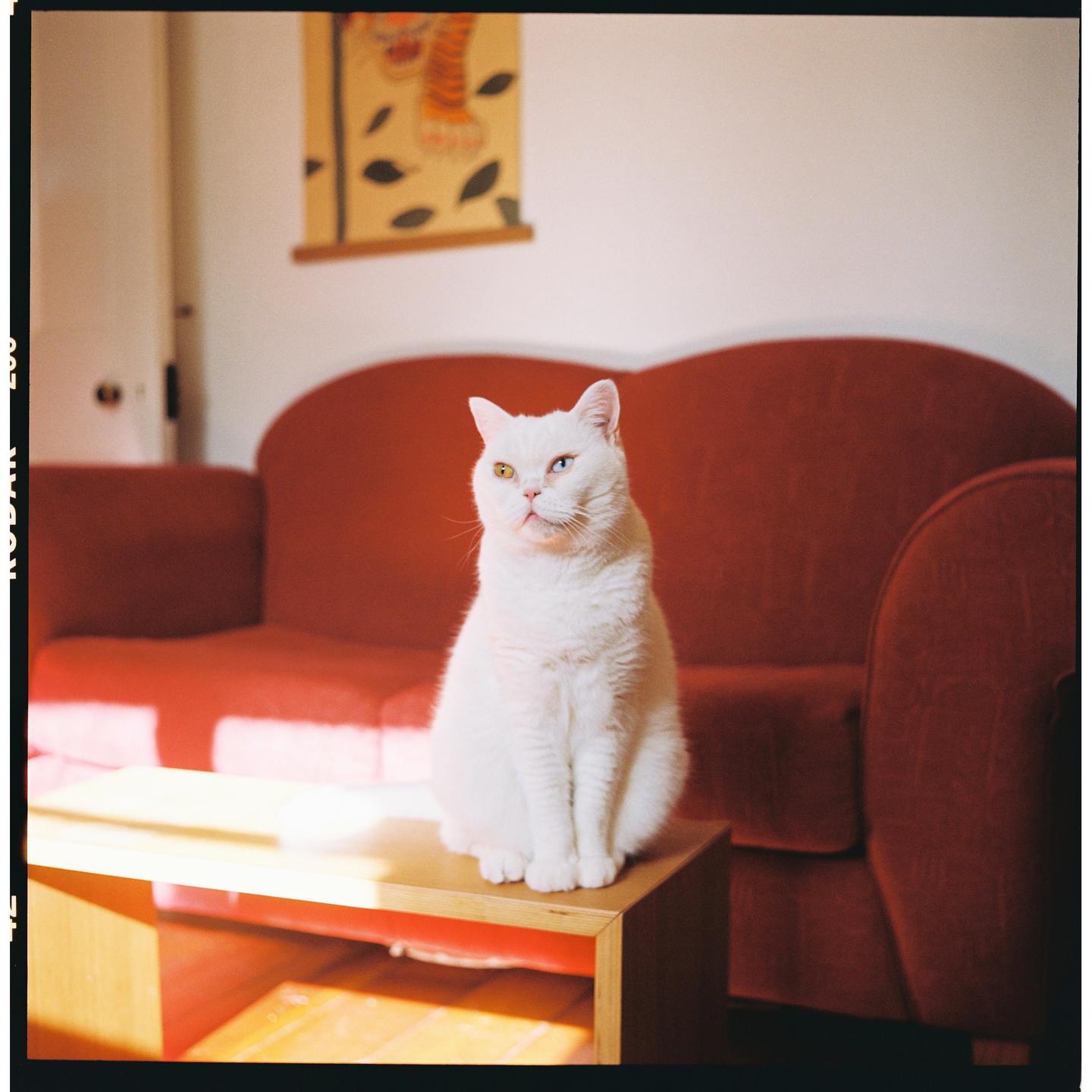 A white cat with heterochromia sits on a wooden table in front of a red sofa.