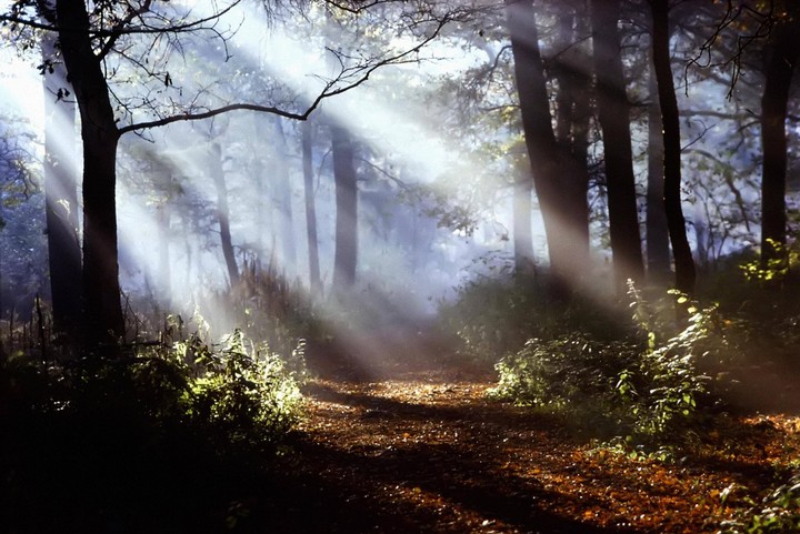 Sunlight streams through a hazy forest onto a path covered in autumn leaves.